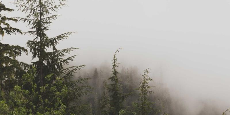 缅甸柚木VS印尼菠萝格：谁才是户外庭院家具的王者？213木业深度解析